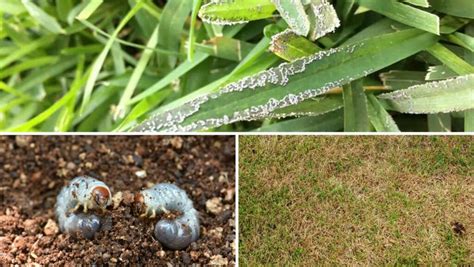 Managing Common Lawn Pests And Diseases In Pennsylvania
