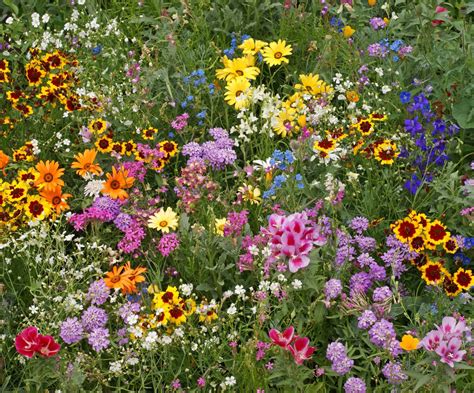 Wildflower Seed Kit Seed Markers Perennial Flower Seeds Etsy