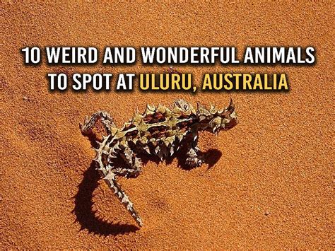 Uluru Wildlife 10 Unique Australian Desert Animals To Spot