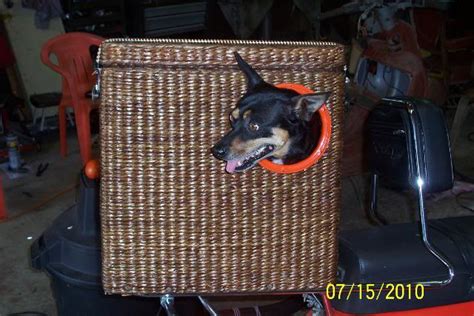 Terriermans Daily Dose Bicycle Baskets For The Dogs