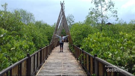 Ekowisata Hutan Mangrove Wonorejo Sudut Adem Di Surabaya