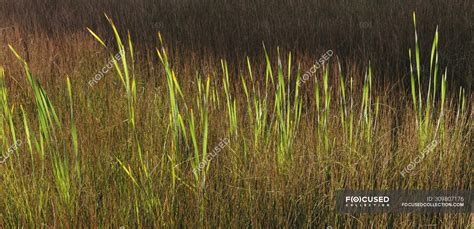 Tall Wild Grass Growing In Marsh In Summer — Landscape Wetland