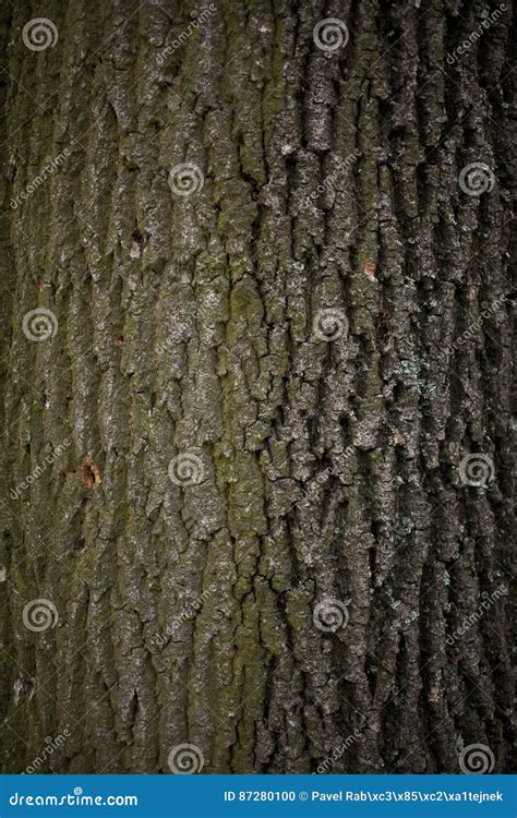 Old Tree Bark Close Up Stock Photo Image Of Natural 87280100