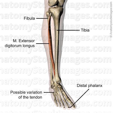Leg, limb or appendage of an animal, used to support the body, provide locomotion, and, in modified form, assist in capturing and eating prey (as in spiders and insects). Anatomy Stock Images | lowerleg-musculus-extensor ...