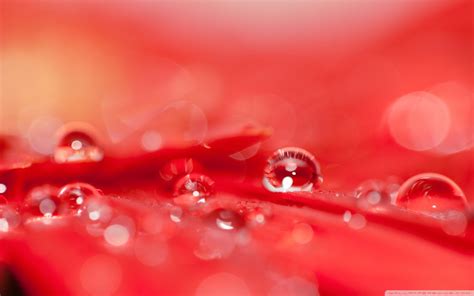 Beautiful Water Drops On A Red Flower Ultra Hd Desktop