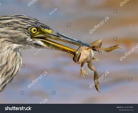 10340 Birds Frogs Stock Photos Images And Photography Shutterstock