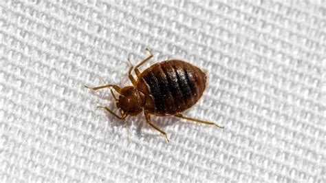 10 Common Bugs Mistaken For Bed Bugs Know The Difference Pest Samurai