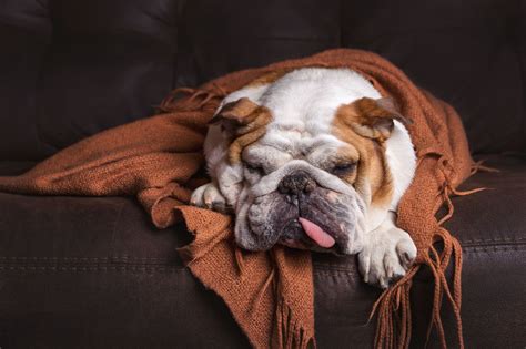 10 Couch Potato Dog Breeds That Perfectly Complement Lazy