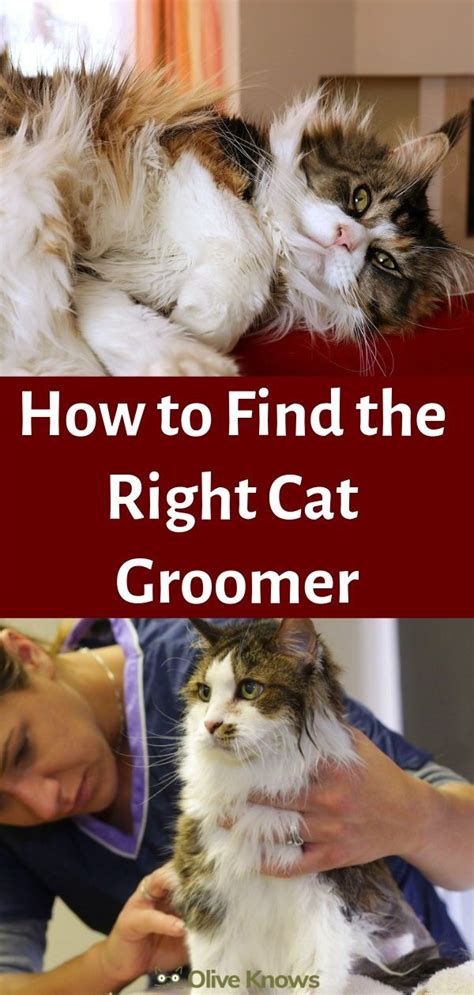 How To Find The Right Cat Groomer Cat Groomer Cat Grooming Cat Safety