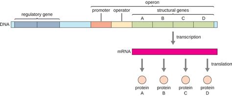Chapter 13 Regulation Of Gene Expression Diagram Quizlet