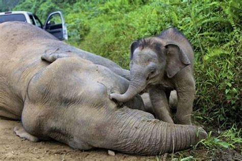 10 Dead Elephants Found In Borneo Forest Bangkok Post Learning