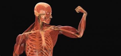 Sistemas Y Aparatos Del Cuerpo Humano Descúbrelos