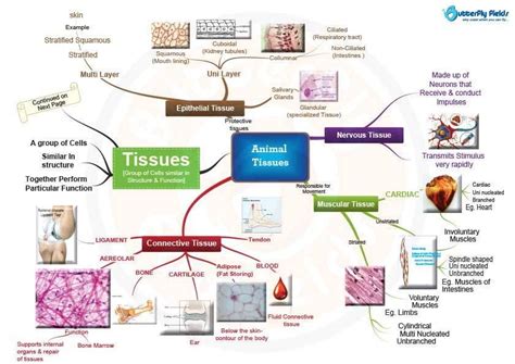 They have aggregations of different cell types but do. Concept Maps Archives | Butterfly EduFields in 2020 ...