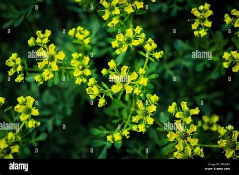 Ruta Graveolens Common Rue Or Herb Of Grace Blossoms In The
