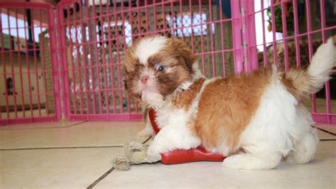 Sweet And Gentle Shih Tzu Puppies For Sale Georgia Local Breeders