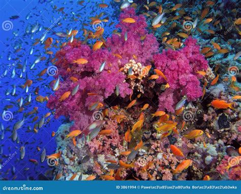 Meer Korallenriff Stockfoto Bild Von Ozean Taucher Ruhe 3861994
