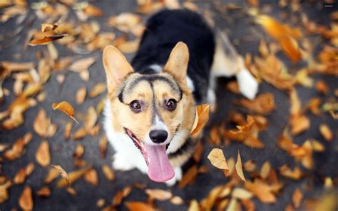 Happy Dog Wallpapers Top Free Happy Dog Backgrounds Wallpaperaccess