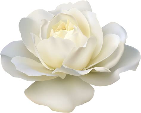 Free White Rose Transparent Background Download Free White Rose