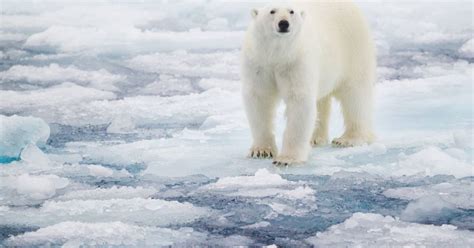 Third Of Worlds Polar Bears Could Disappear Due To Melting Ice