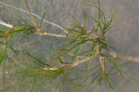 Zannichellia palustris, the horned pondweed, is a plant found in fresh to brackish waters in the united states (especially in the chesapeake bay), europe, asia, australasia, and south america. Zannichellia palustris - Pallano