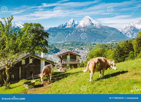 Idyllic Alpine Scenery With Mountain Chalets And Cow Grazing On Green