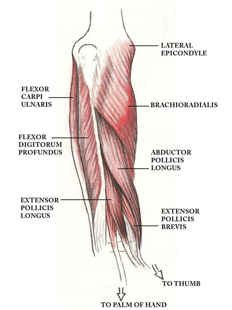 The upper arm is located between the shoulder joint and elbow joint. muscles of the arm such as the biceps brachii have what ...