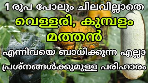 1.agriculture quiz malayalam, 2.agriculture quiz questions in malayalam. Vellari Kumbalam mathanga krishi keedanashini | Jaiva ...