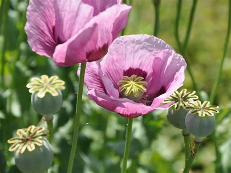 Papaver Somniferum Opium Poppy World Of Flowering Plants