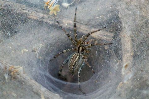 Funnel Web Spider San Diego County California Us Bj Stacey Flickr