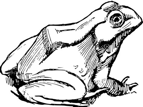 Amphibian Drawing Frog Free Vector Graphic On Pixabay