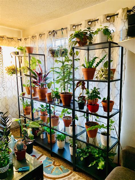 I Finally Have The Plant Stand Of My Dreams Plant Stand Indoor