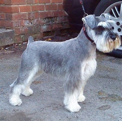 Corte De Pelo En Schnauzer