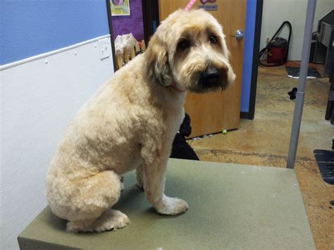 Recognising a soft coated wheaten terrier. The Writing Groomer: Wheatens