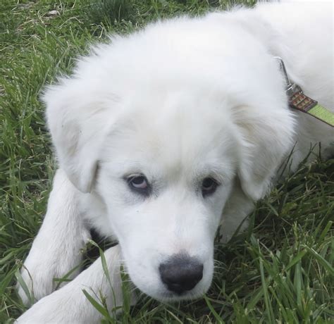 puppy week day  einstein   month  great pyrenees  dogs  san franciscothe dogs