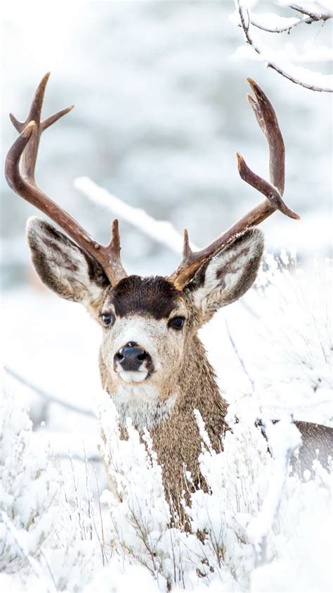 Deer Winter Snow Free 4k Ultra Hd Mobile Wallpaper