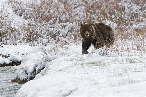 Grizzly In Snow Sean Crane Photography