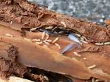 Images of Reticulitermes Termites