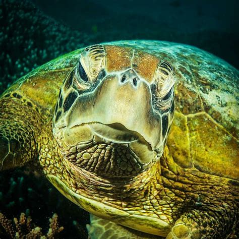 Sea Turtle Animali Tartarughe