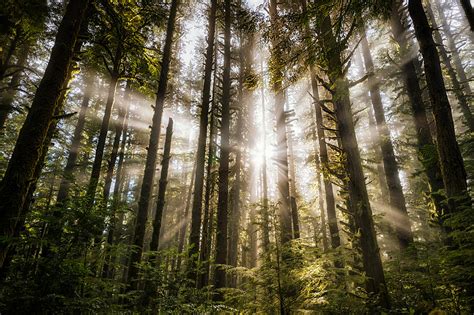 Forest Light Rays Photograph By Bo Nielsen Fine Art America