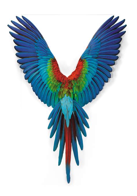Sacred Spaces Wings Art Bird Art Parrot Wings