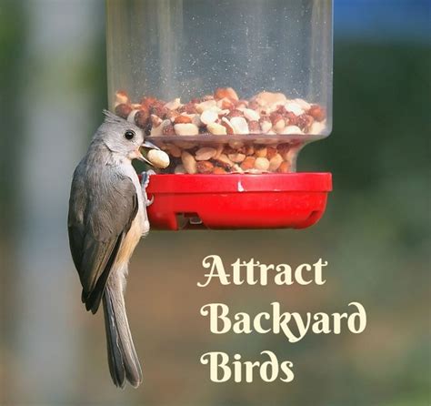 How To Attract Backyard Birds Mother 2 Mother Blog