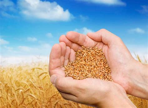 Harvest Season Offers Lessons to Investors | SaultOnline.com