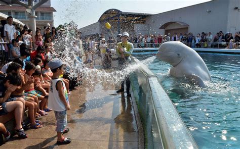 Est100 一些攝影some Photos A Beluga Whale Sprays Water At The