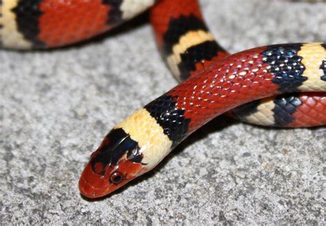 Harlequin Coralsnake Florida Snake Id Guide