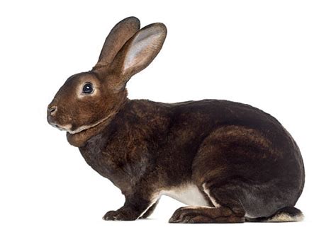 Rabbit White Background Profile Side View Stock Photos Pictures