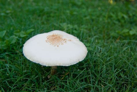White Mushrooms In The Damp Grass Flickr Photo Sharing