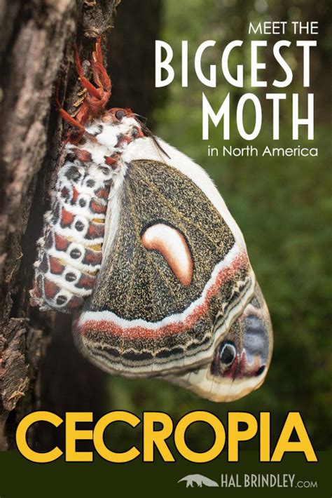 Cecropia Moth The Life Cycle Of The Largest Moth In North America