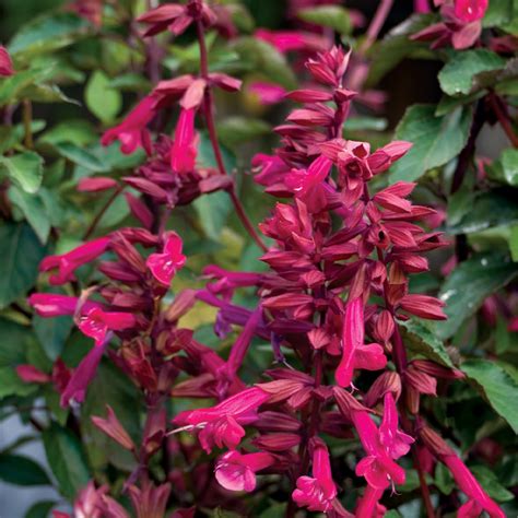 Salvia Wendys Wish 14cm Garden World Nursery