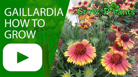 Gaillardia Blanket Flower How To Grow Youtube