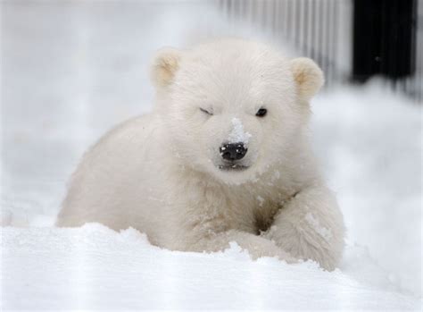 Cute Baby Polar Bear Wink At The Camera Aww